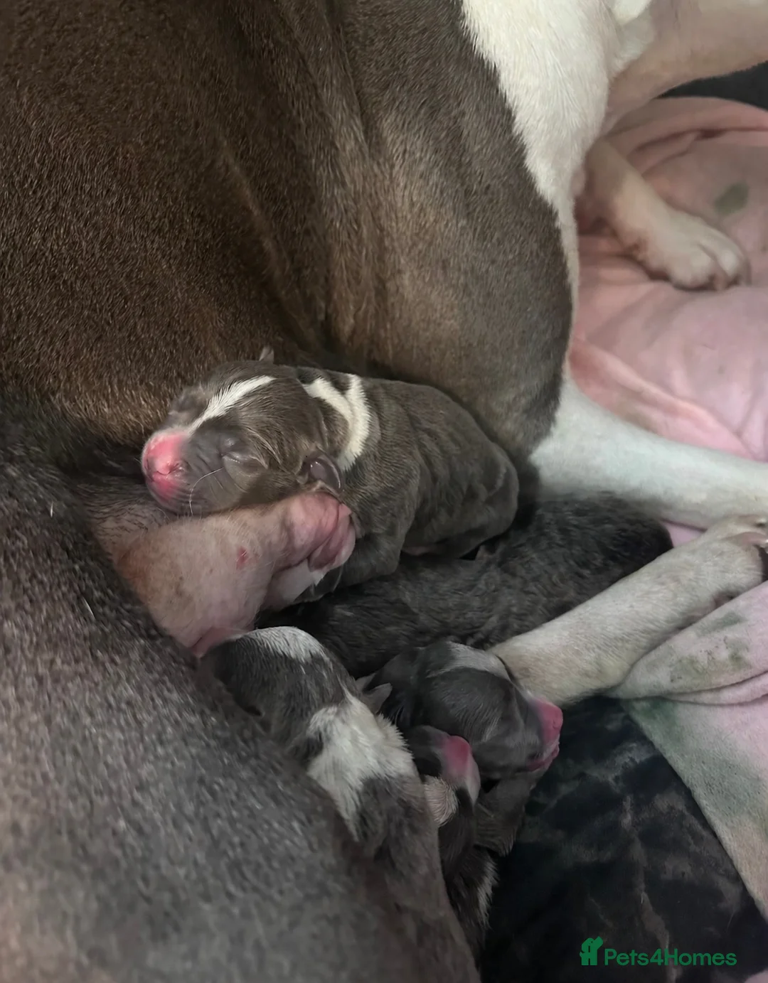 Staffordshire Bull Terrier dogs for sale: Blue & White KC Staffordshire Bull Terrier Puppies - Advert 27
