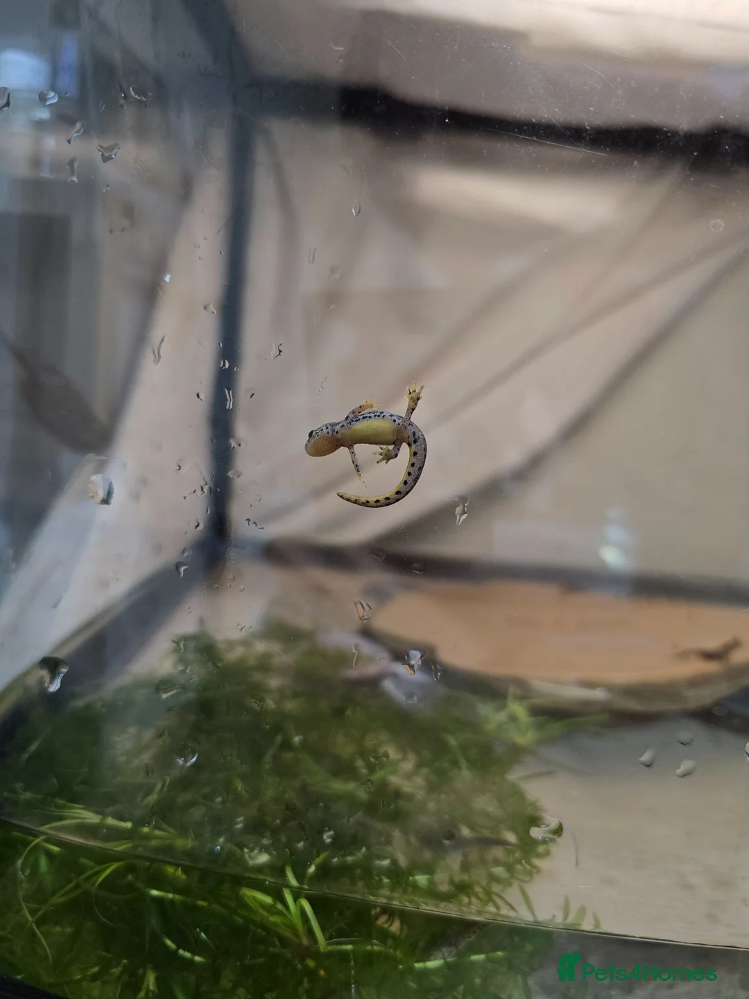 Mixed Breed invertebrates for sale: ☆☆tarantulas ☆ & Baby alpine newts - Advert 1