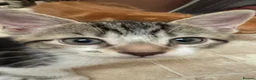 Mixed Breed cats for sale: cute kittens  - Advert 14