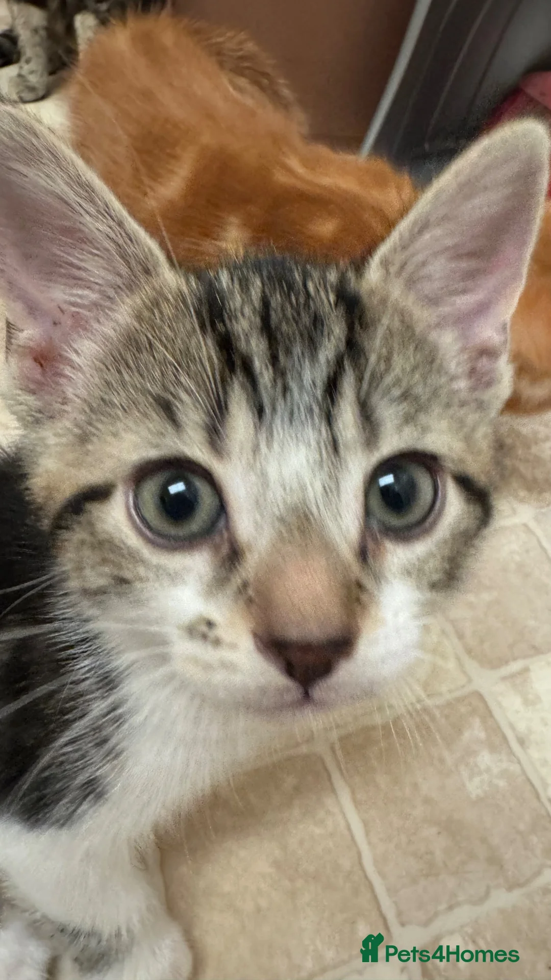 Mixed Breed cats for sale: cute kittens  - Advert 14