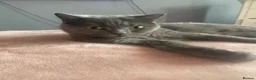 British Shorthair cats for sale: 2 Beautiful British Shorthair Kittens - Advert 2