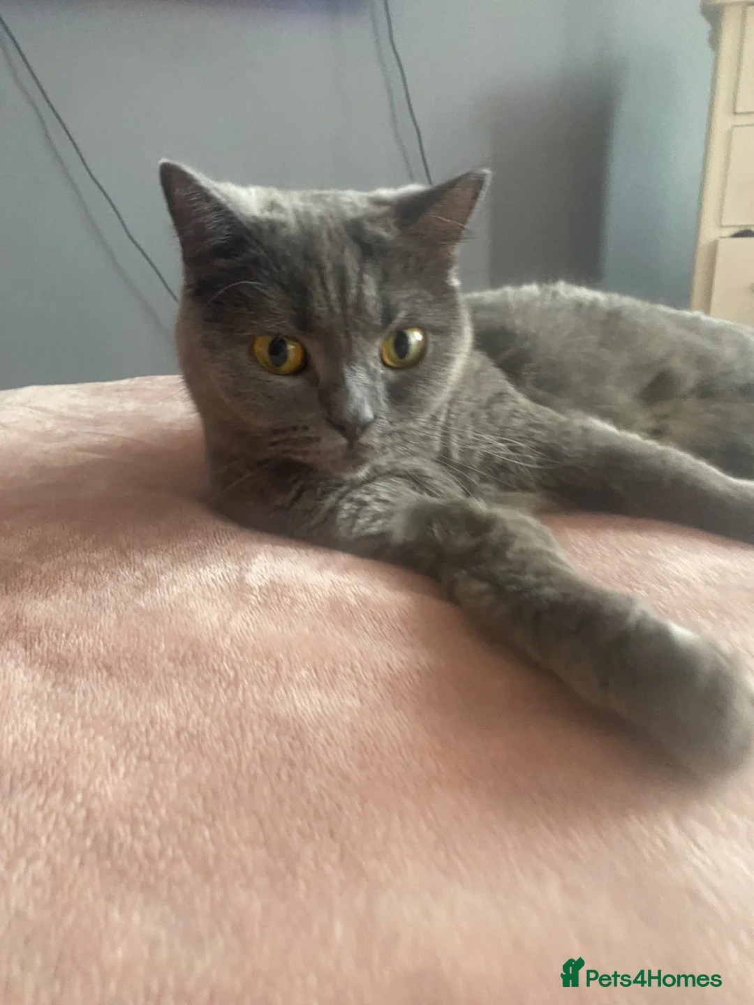 British Shorthair cats for sale: 2 Beautiful British Shorthair Kittens - Advert 2