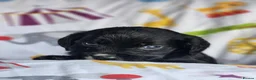 Sprocker dogs for sale:  SPROCKERS - Advert 9