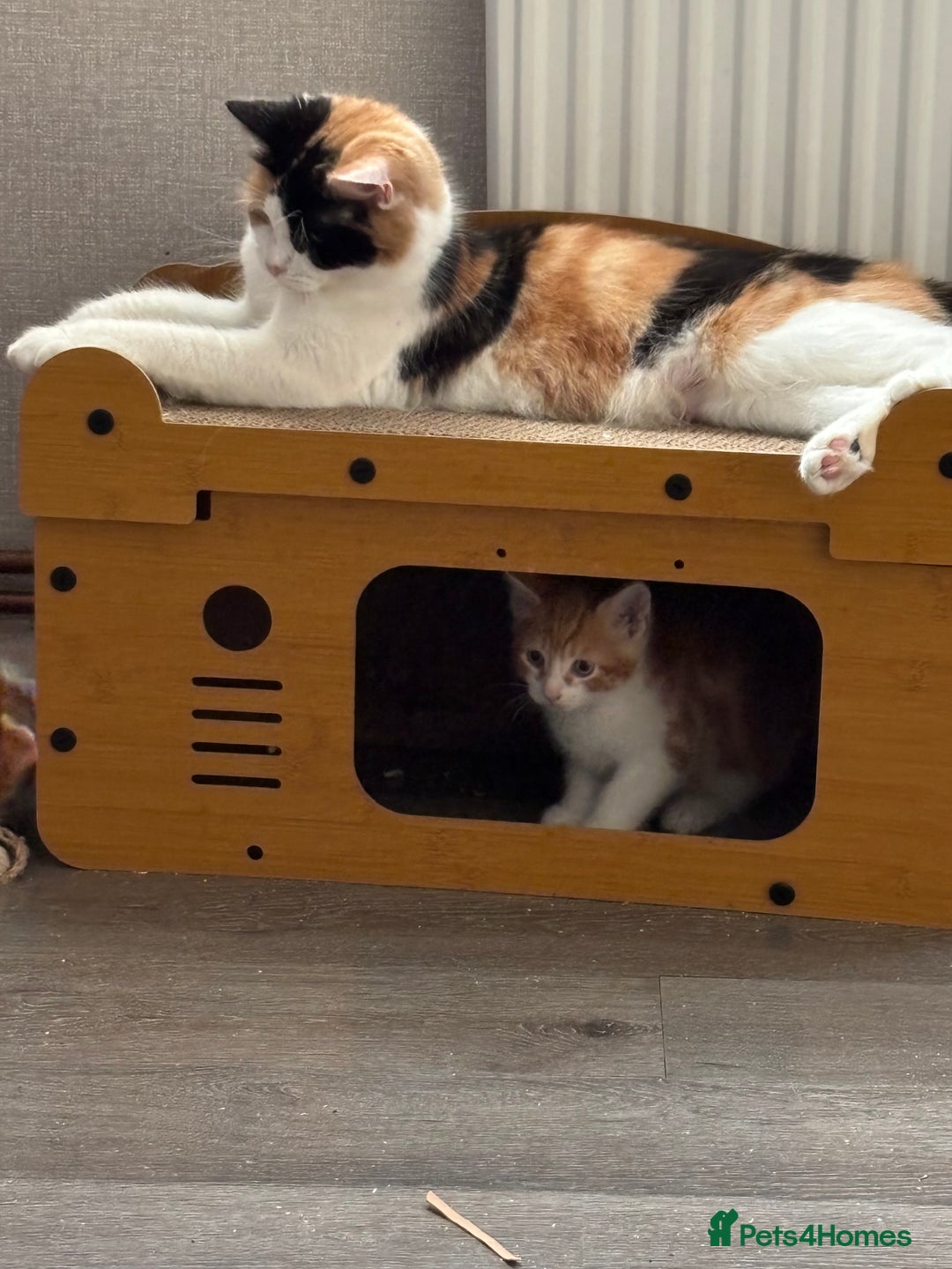 Mixed Breed cats for sale: 4 Gorgeous little boys  - Image 37