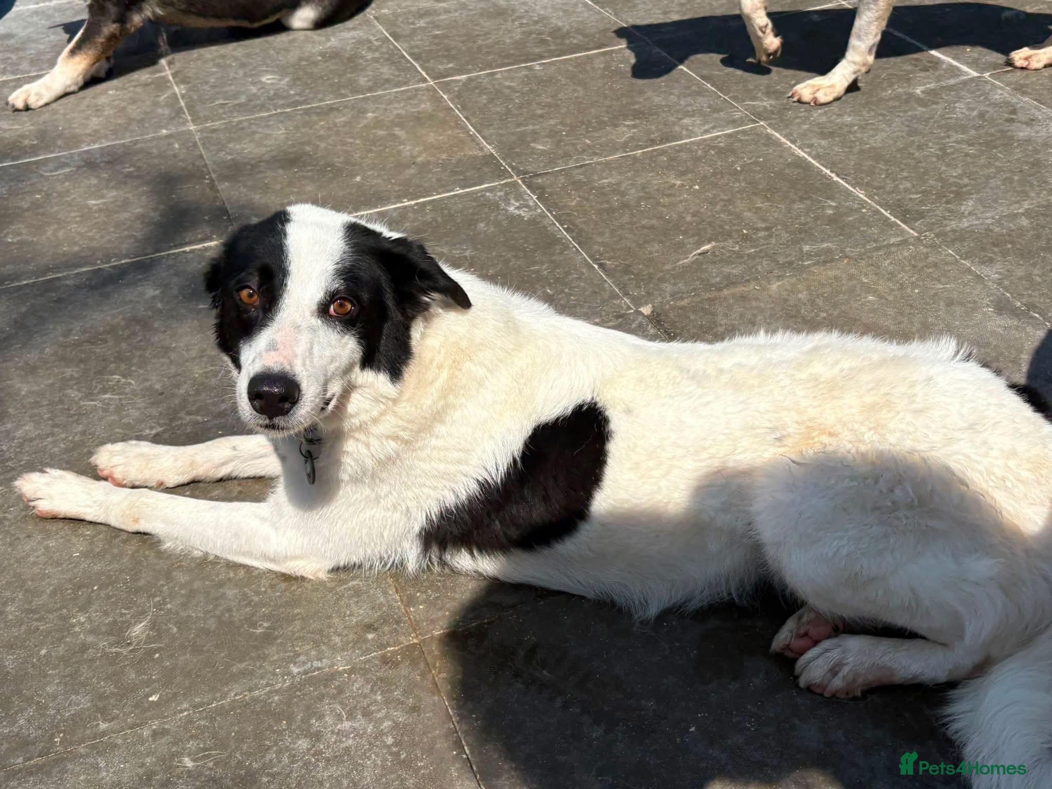 Mixed Breed dogs Yasmin - Norwich Norfolk  - Advert 1