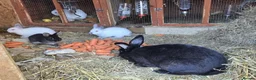Mixed Breed rabbits for sale: Beautiful! in London - Advert 6