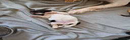 English Springer Spaniel dogs for sale: Springer spaniel - Advert 12