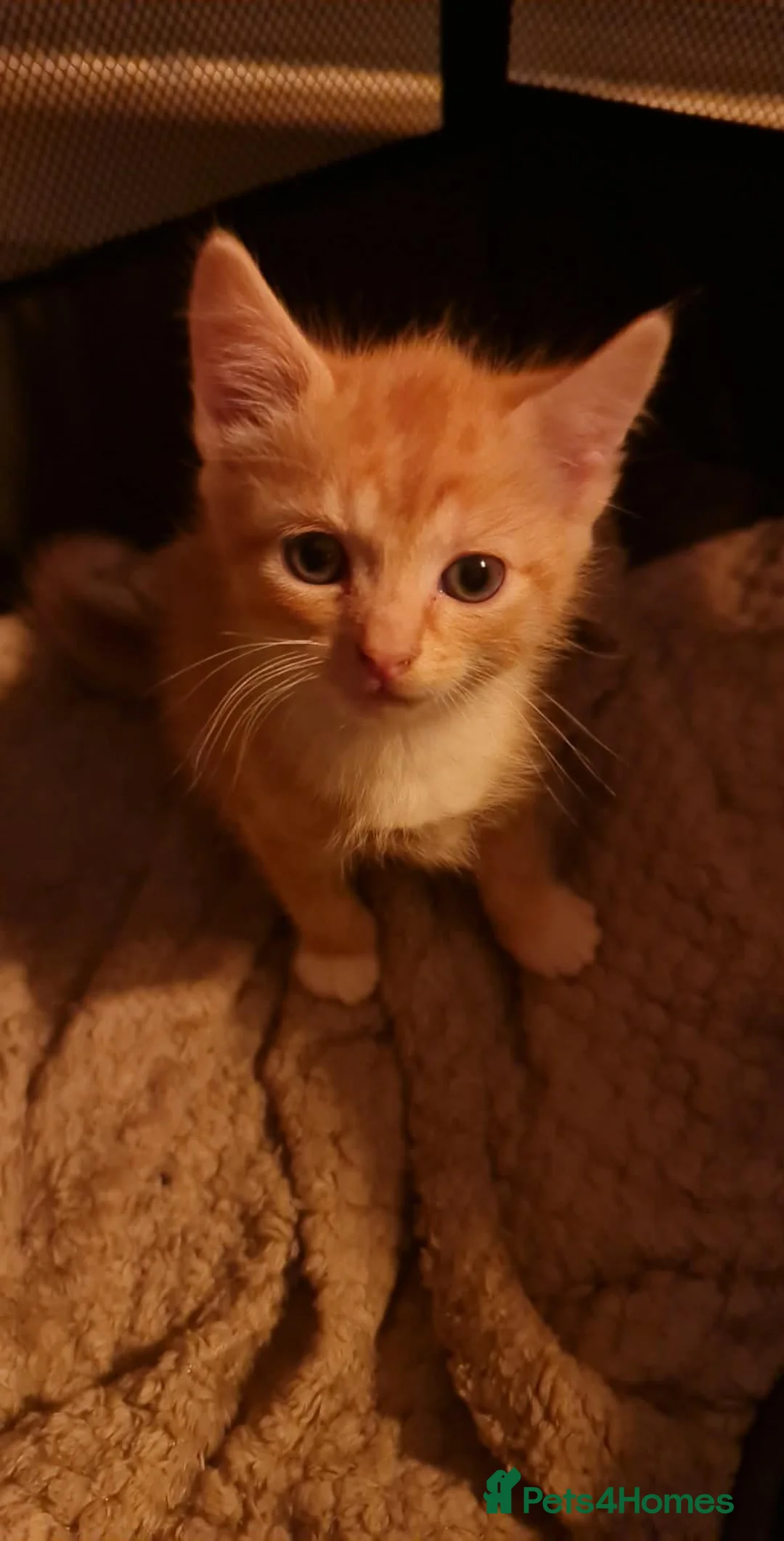 Mixed Breed cats for sale: 3 male kittens  - Advert 4