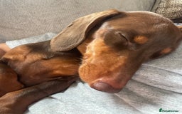 Miniature Dachshund dogs for stud: 🦖RAVENOUS REX🦖 in Worcester - Image 4