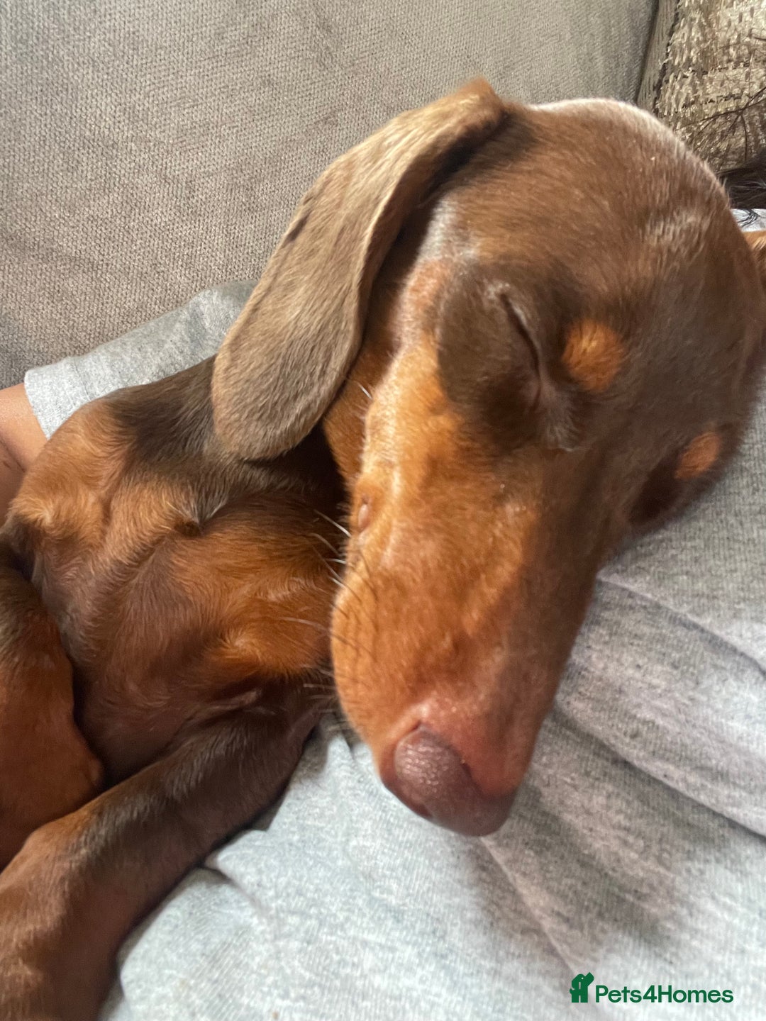 Miniature Dachshund dogs for stud: 🦖RAVENOUS REX🦖 in Worcester - Image 4