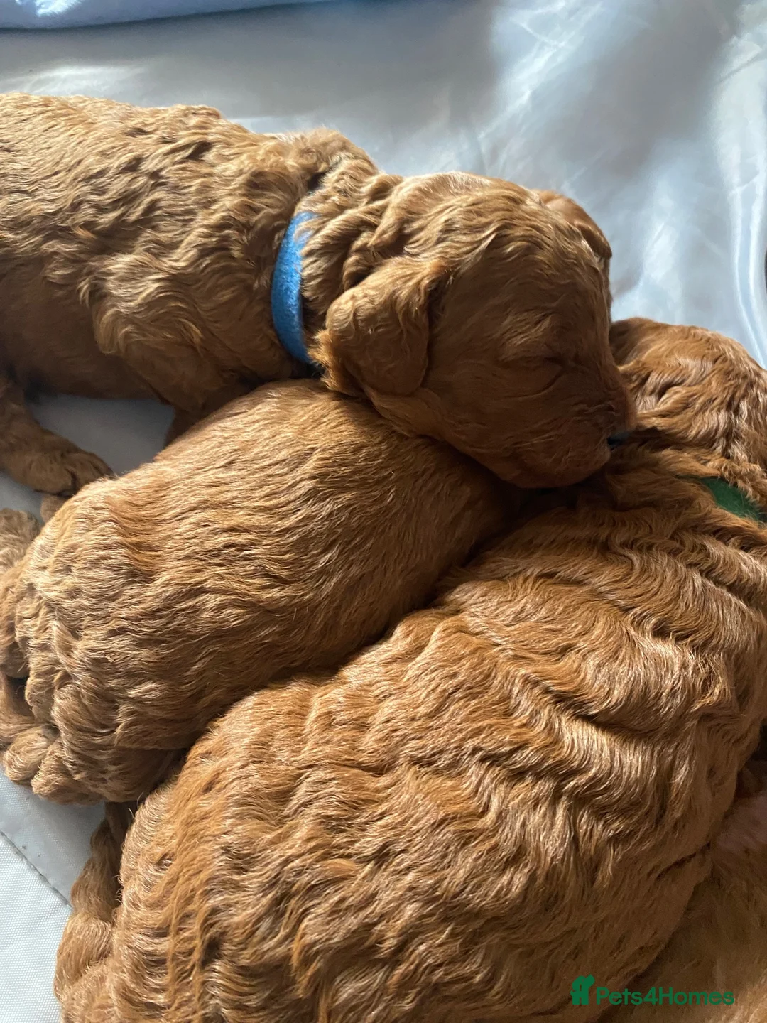 Mini Goldendoodle dogs for sale: Double doodle puppies 💚 in Wolverhampton - Advert 2