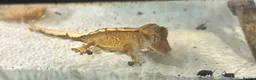 Gecko reptiles for sale: Baby Crested Geckos   - Advert 3