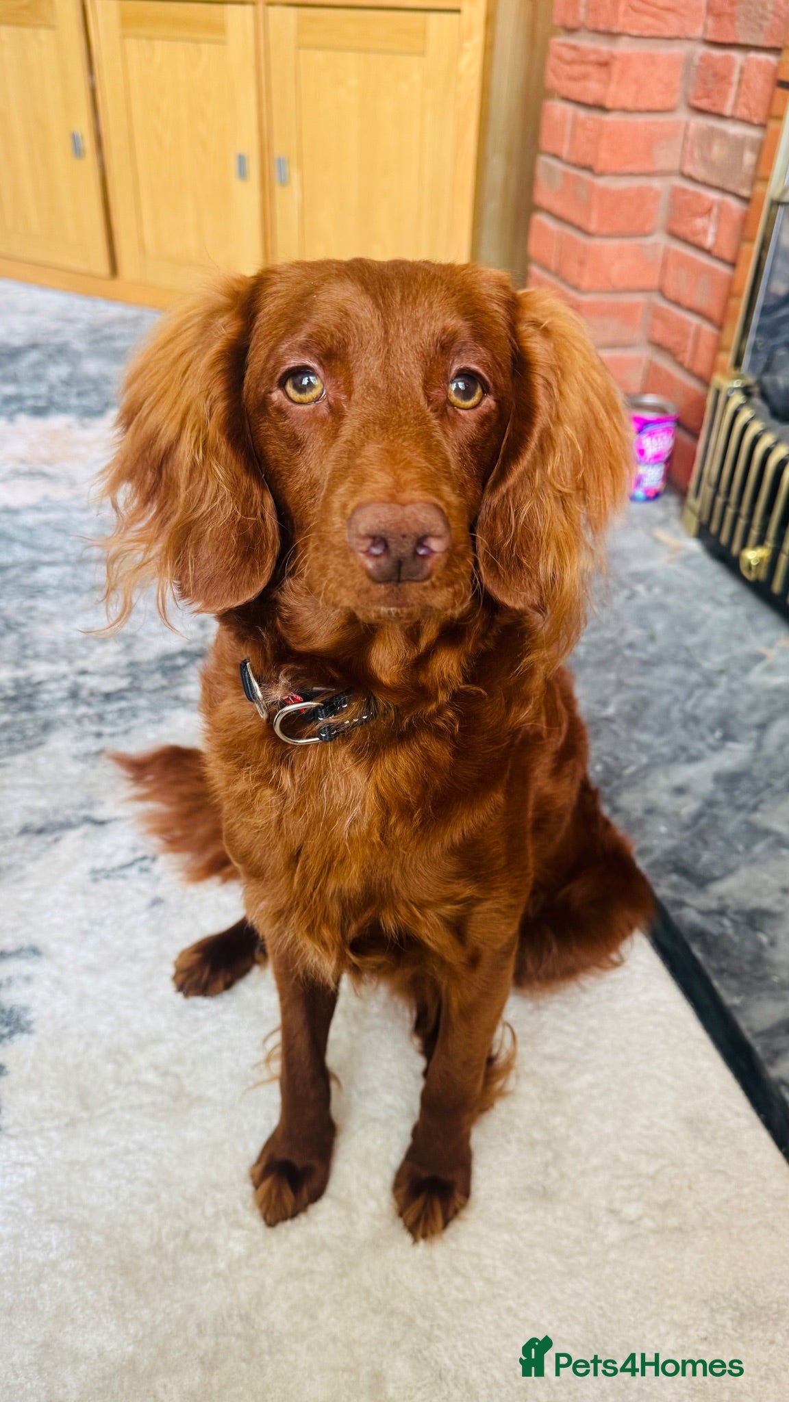 Cockapoo dogs Red cockapoo male  - Advert 3
