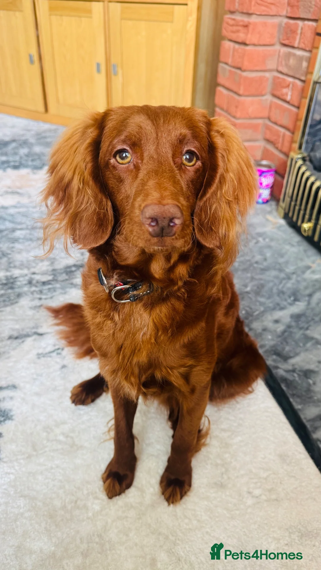 Cockapoo dogs for sale: Red cockapoo male  - Advert 1