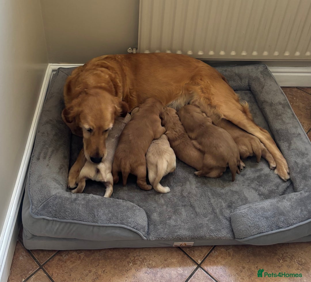 Golden Retriever dogs for sale: Beautiful KC Registered Golden Retrievers for Sale - Image 6