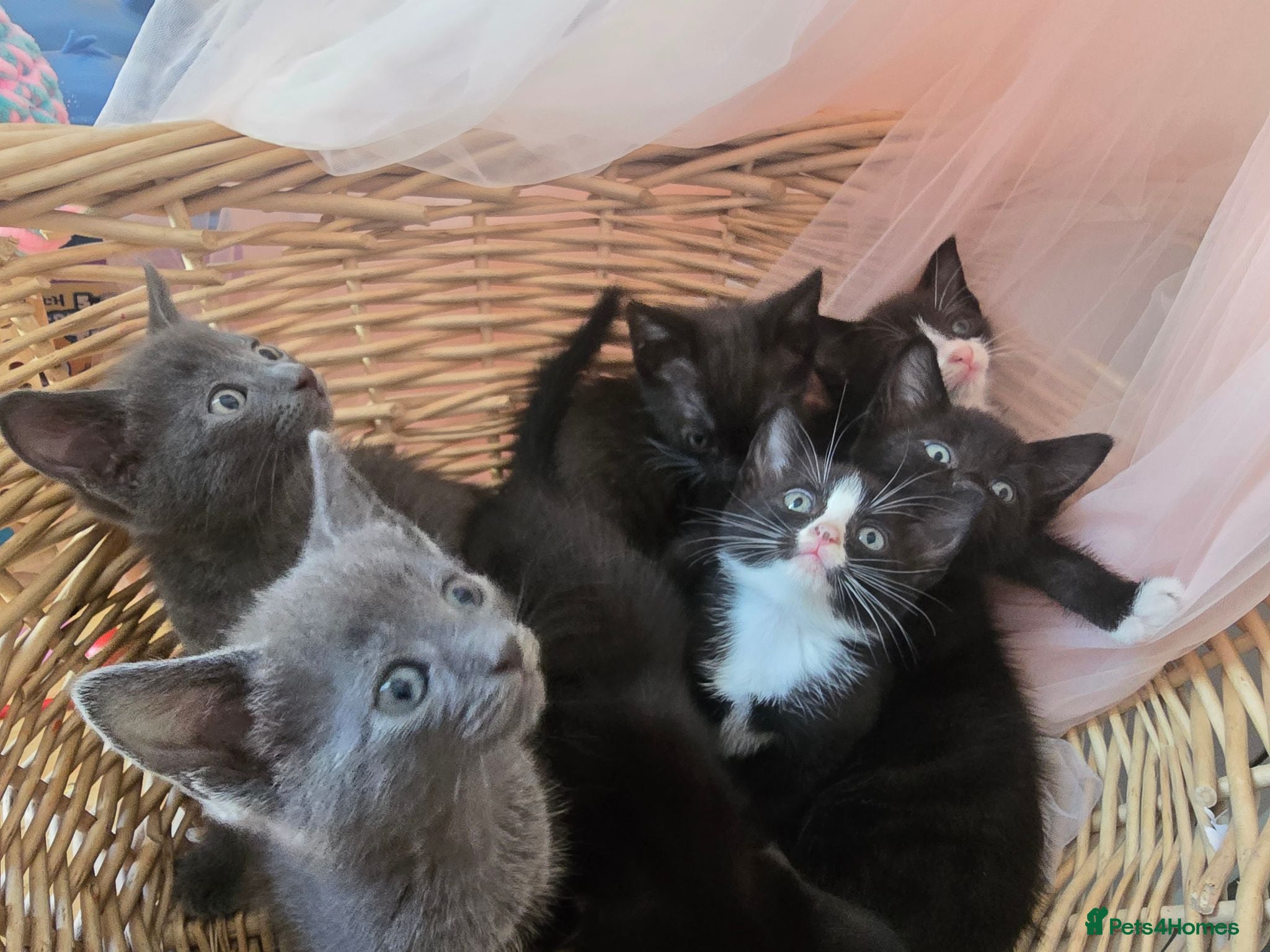 Domestic Shorthair cats 🐾 7 Adorable Kittens Looking for Loving Homes 🐾 - Advert 2