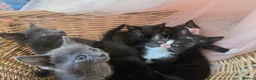 Domestic Shorthair cats for sale: 🐾 7 Adorable Kittens Looking for Loving Homes 🐾 - Advert 1