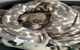 French Bulldog dogs for sale: Pablo - Advert 8