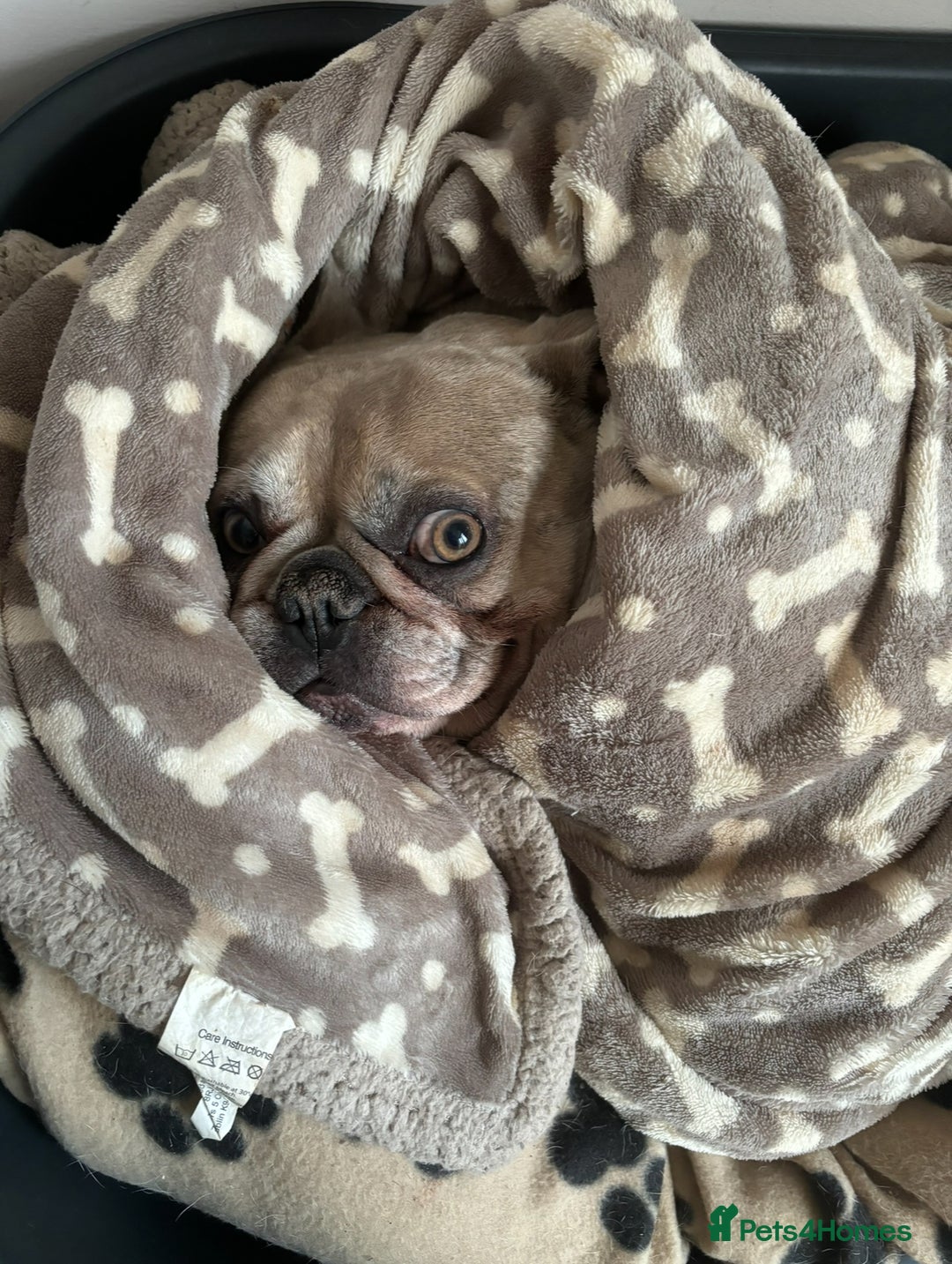 French Bulldog dogs for sale: Pablo - Advert 8