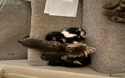 Mixed Breed cats for sale: Kittens for sale ready to go now   - Image 8