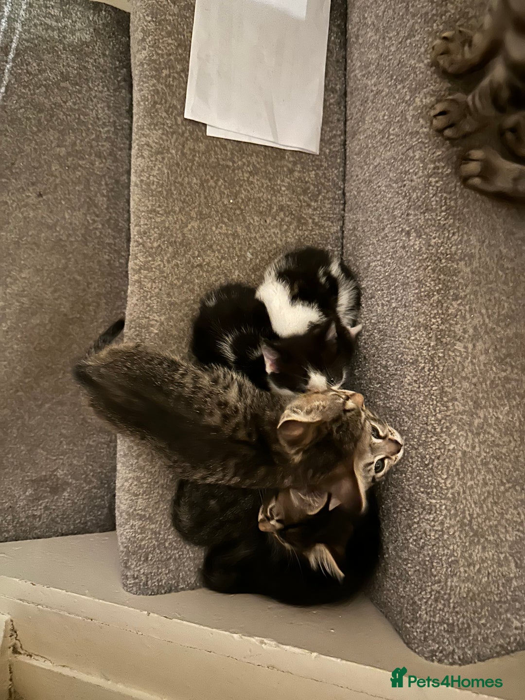 Mixed Breed cats for sale: Kittens for sale ready to go now   - Image 8