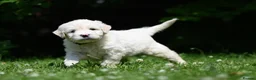 Goldendoodle dogs for sale: Quality Health Tested Goldendoodles - Advert 21