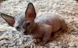 Sphynx cats for sale: Sphynx/ Bambino/ Elf Kittens - Image 4