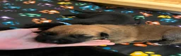 German Shepherd dogs for sale: beautiful shepkita puppies  - Advert 25