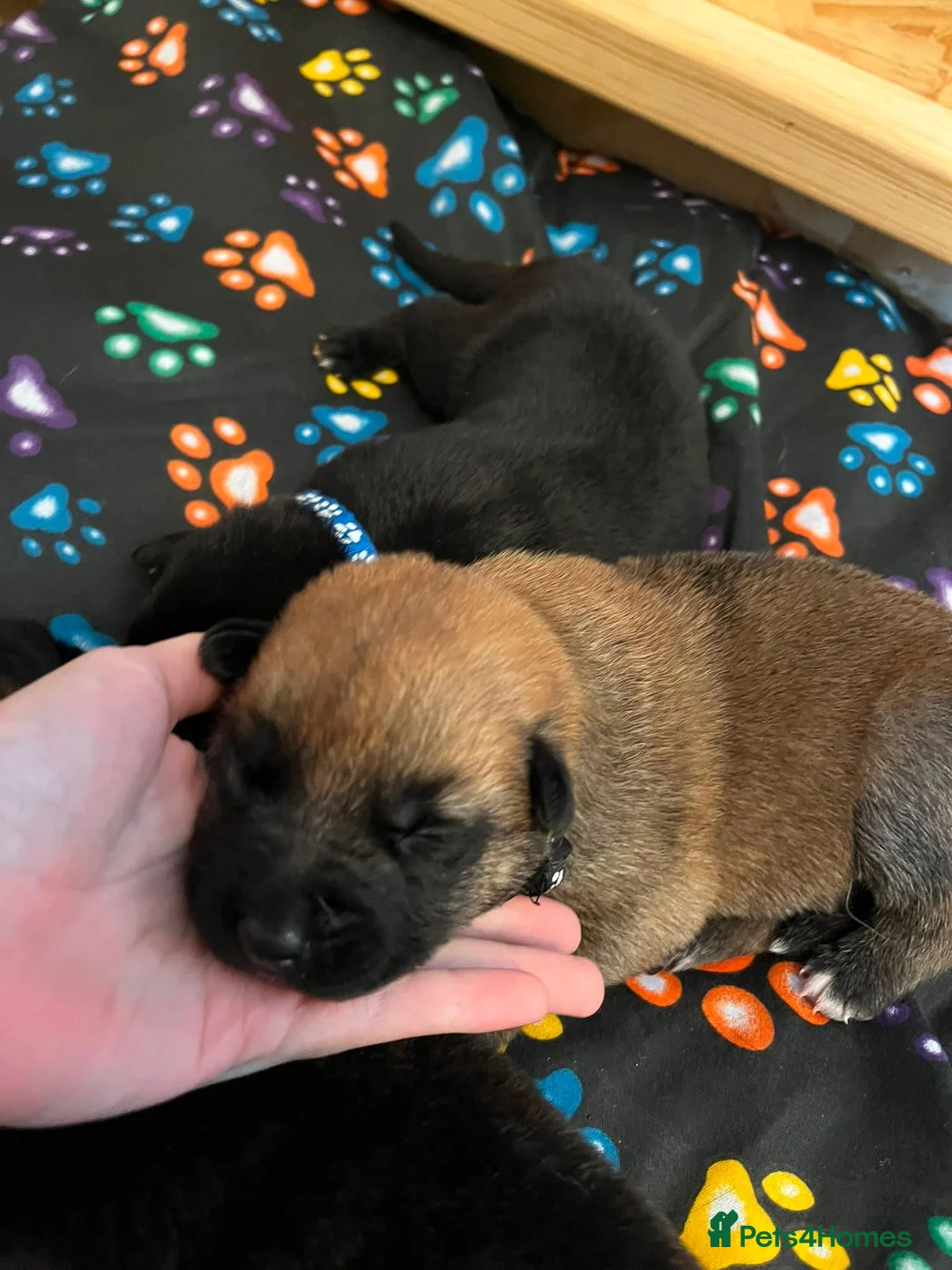 German Shepherd dogs for sale: beautiful shepkita puppies  - Advert 25