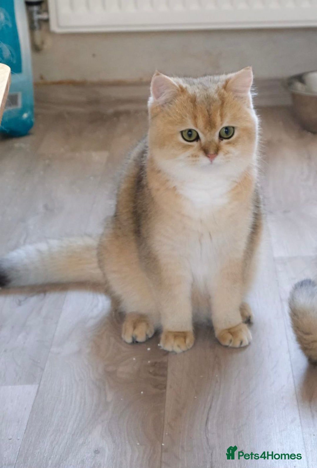 Scottish Fold cats for sale: 🐾 Adorable Pedigree Scottish Kittens! 🐾 - Advert 2