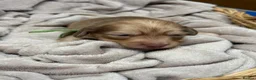 Miniature Dachshund dogs for sale: Exceptional long haired miniature Dachshunds - Advert 5