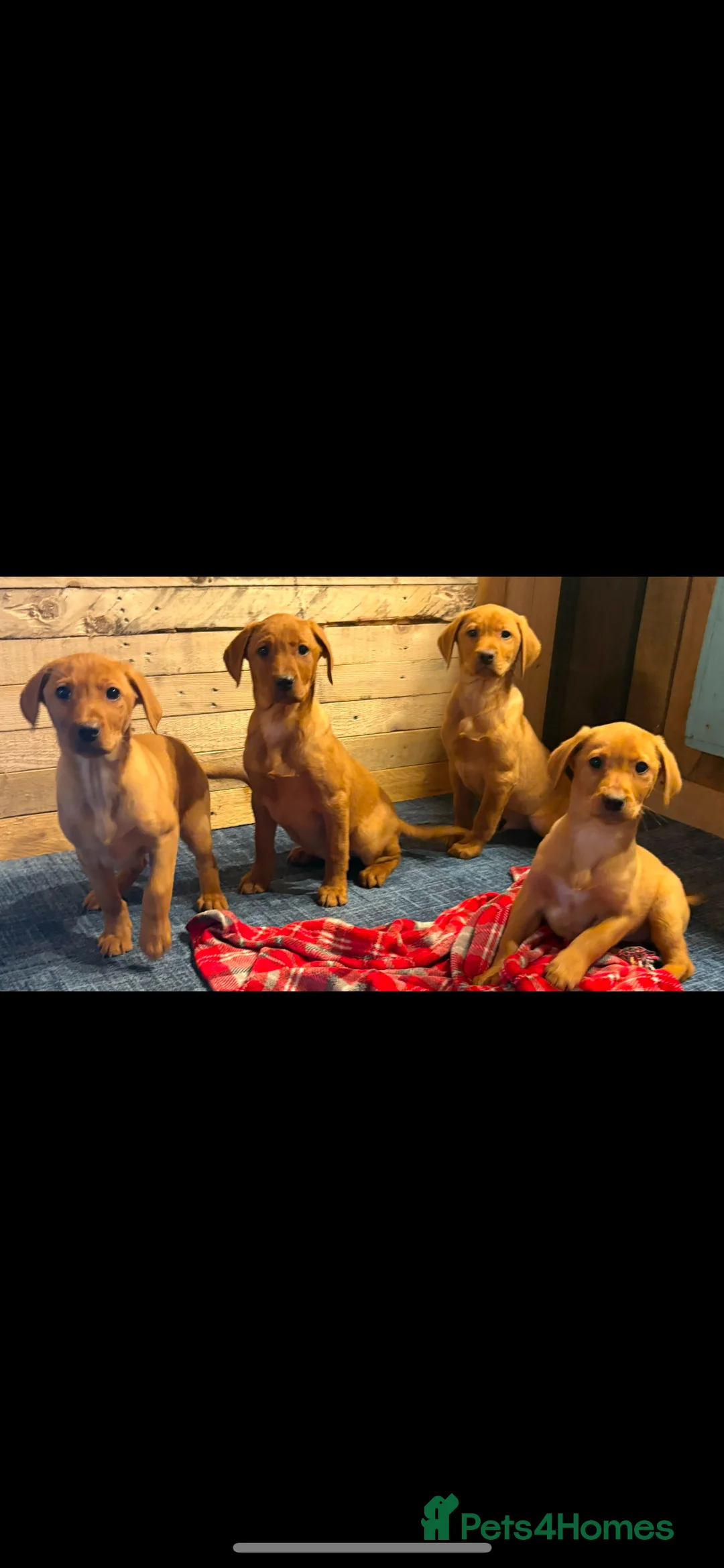 Labrador Retriever dogs for sale: Red Labrador puppies  - Advert 6