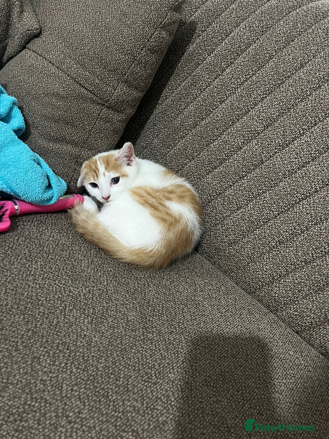 Mixed Breed cats for sale: orange and white kitten for sale  - Image 2