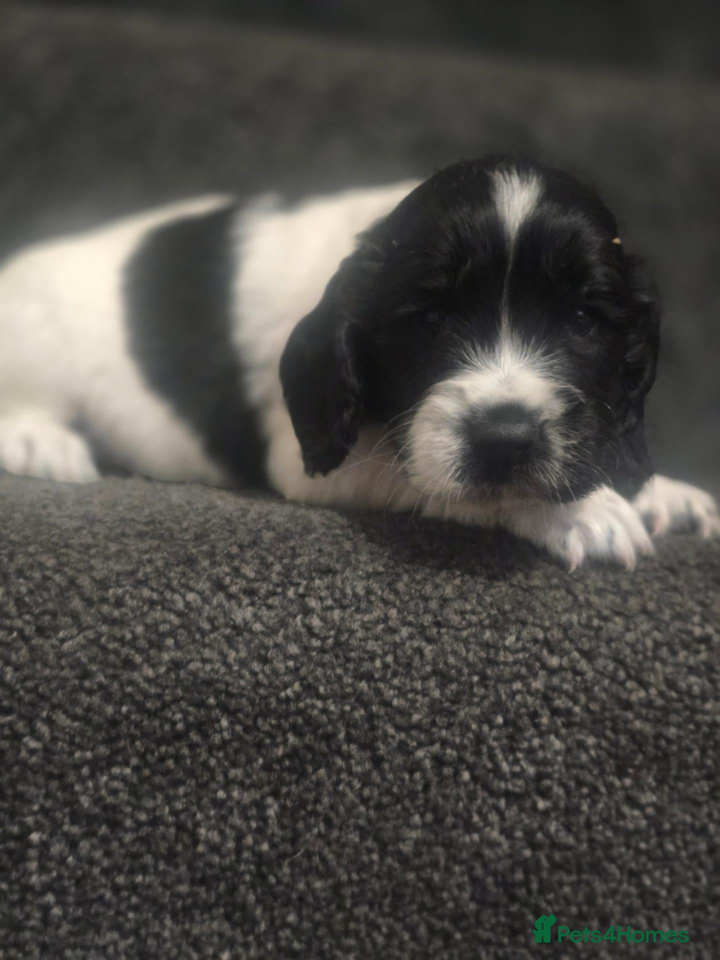 Cocker Spaniel dogs for sale: Cocker spaniel puppies*** - Advert 21