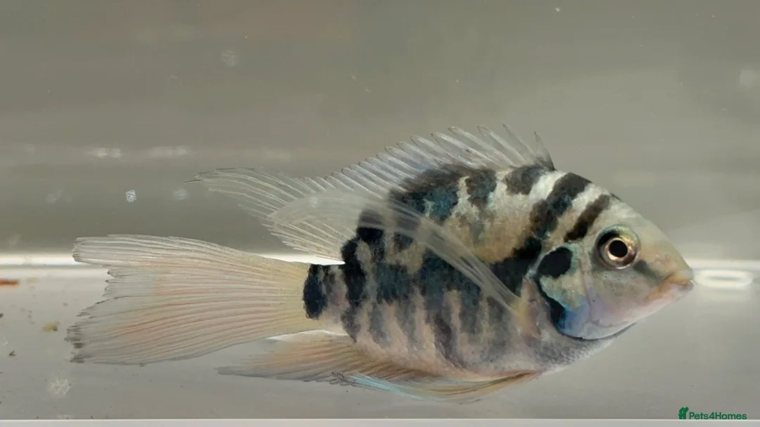 Cichlids fish for sale: Tropical Fish Blue Cichlids – Including Long-Fin - Advert 14