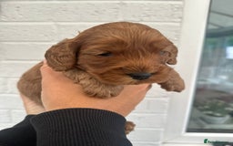 Cockapoo dogs for sale: STUNNING GOLDEN F2 COCKAPOOS - Image 9