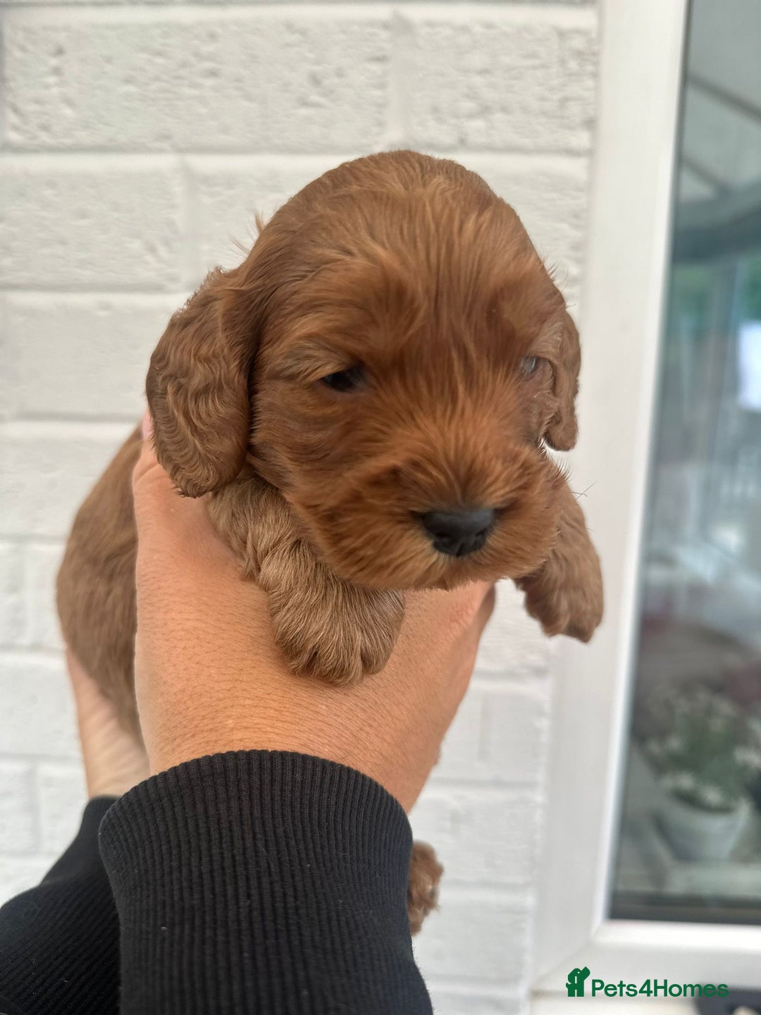 Cockapoo dogs for sale: STUNNING GOLDEN F2 COCKAPOOS - Image 9