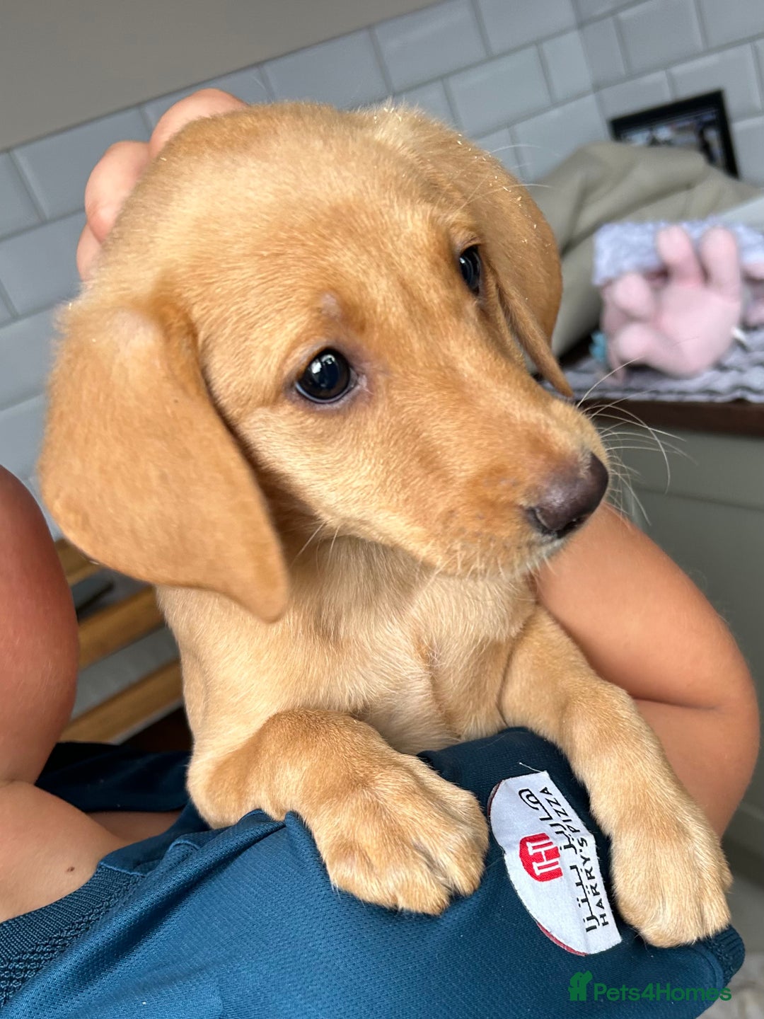 Labrador Retriever dogs for sale: Fox red Labrador  - Image 2