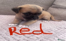 Mixed Breed dogs for sale: PUGAPOO 3 LEFT READY NOW  - Image 7