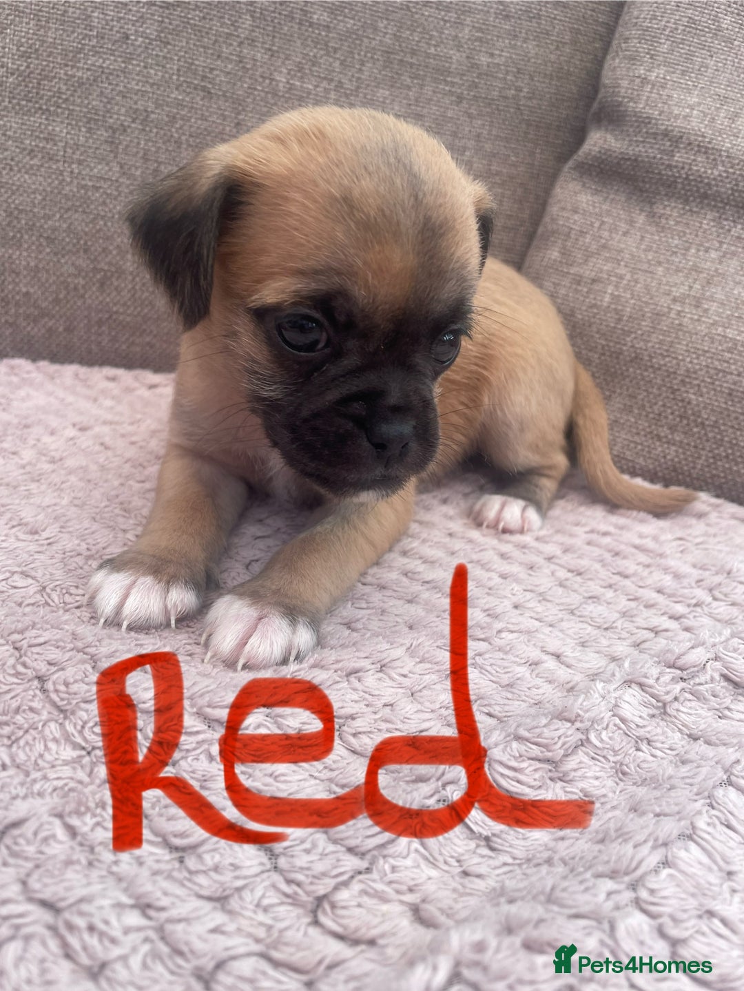 Mixed Breed dogs for sale: PUGAPOO 3 LEFT READY NOW  - Image 7