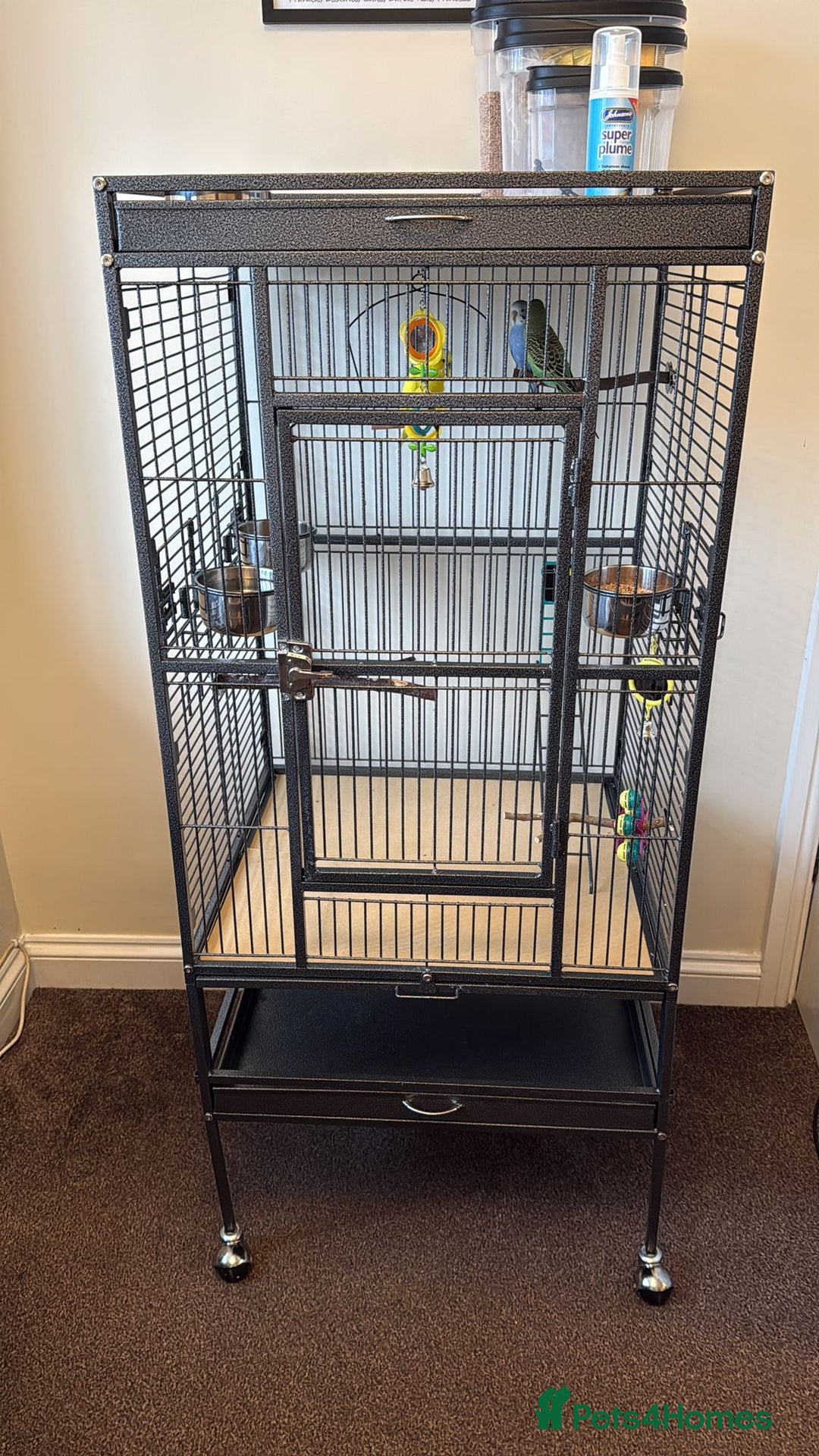 Budgerigars birds for sale: 3 Beautiful Male Budgies – Complete Setup Included - Advert 5
