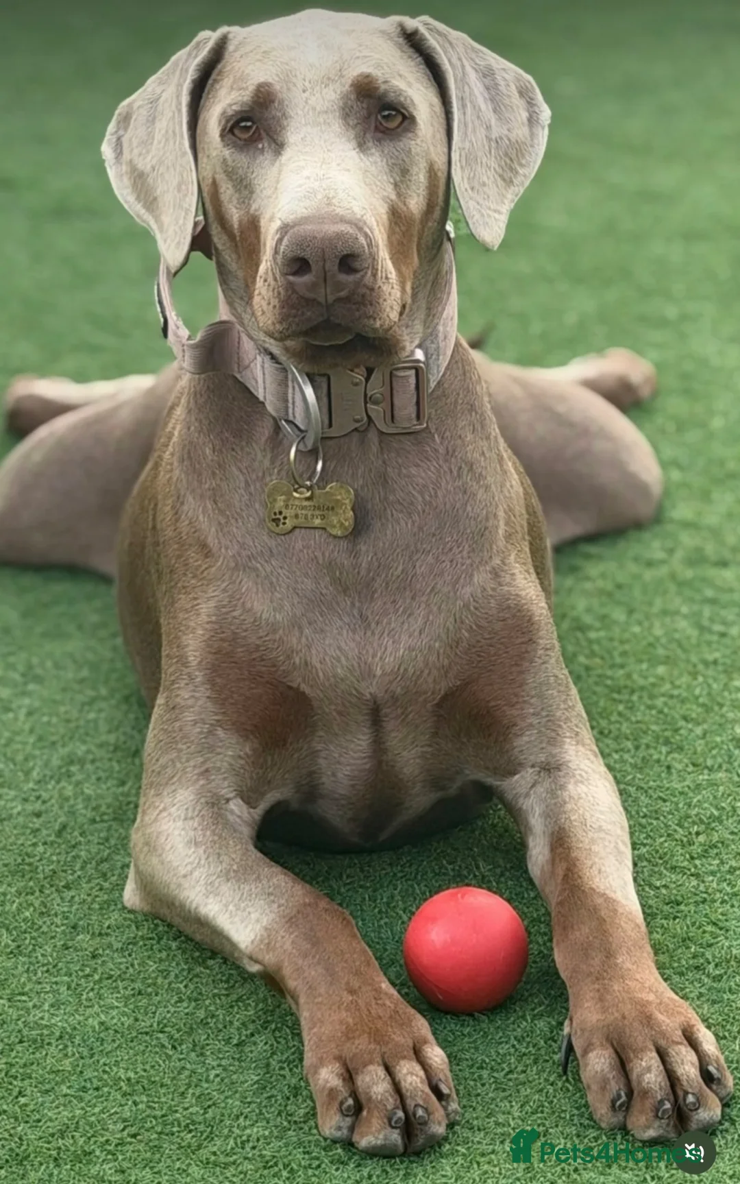 Dobermann dogs for sale: Loving home needed for our beautiful Dobermann in Tamworth - Advert 3