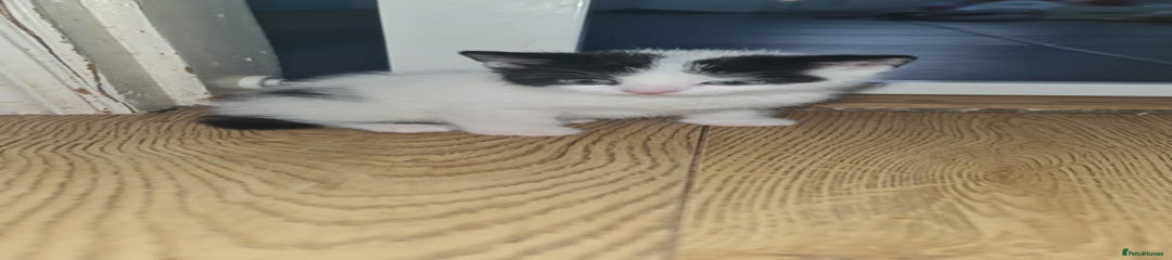 Mixed Breed Kitten 2