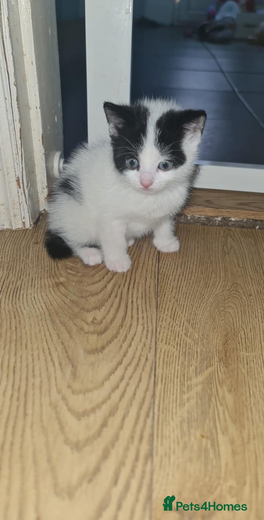 Mixed Breed cats for sale: 4 kittens looking for forever homes - Advert 5