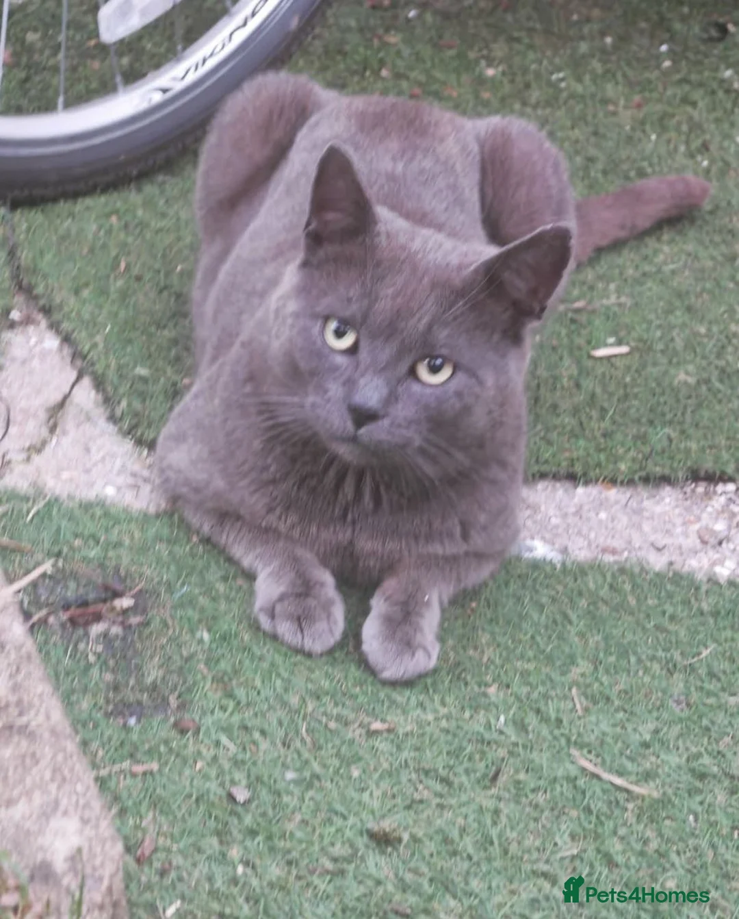 British Shorthair cats for sale: Fluffy kittens looking for loving homes!  - Advert 16