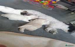 Bichon Frise dogs for sale: Bishon poppy's available  - Image 11
