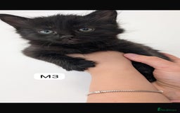Mixed Breed cats for sale: Mixed breed kittens - Image 4