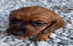 Dachshund dogs for sale: Wire Haired Teckels - Image 20