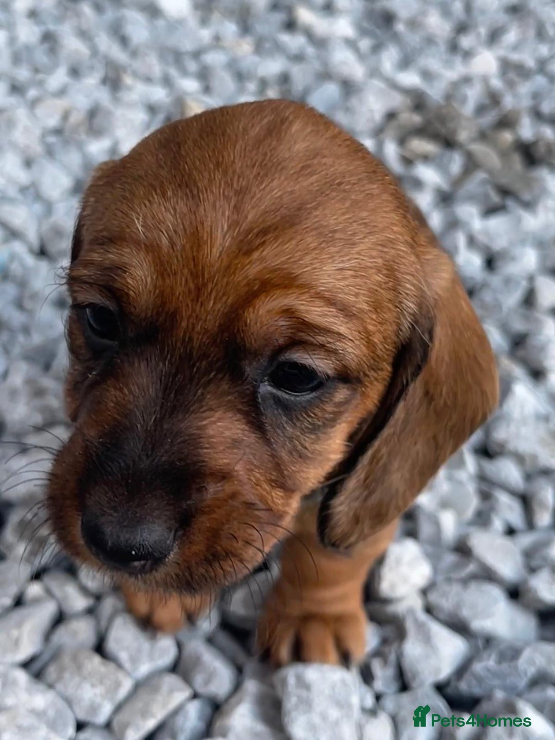 Dachshund dogs for sale: Wire Haired Teckels - Image 20