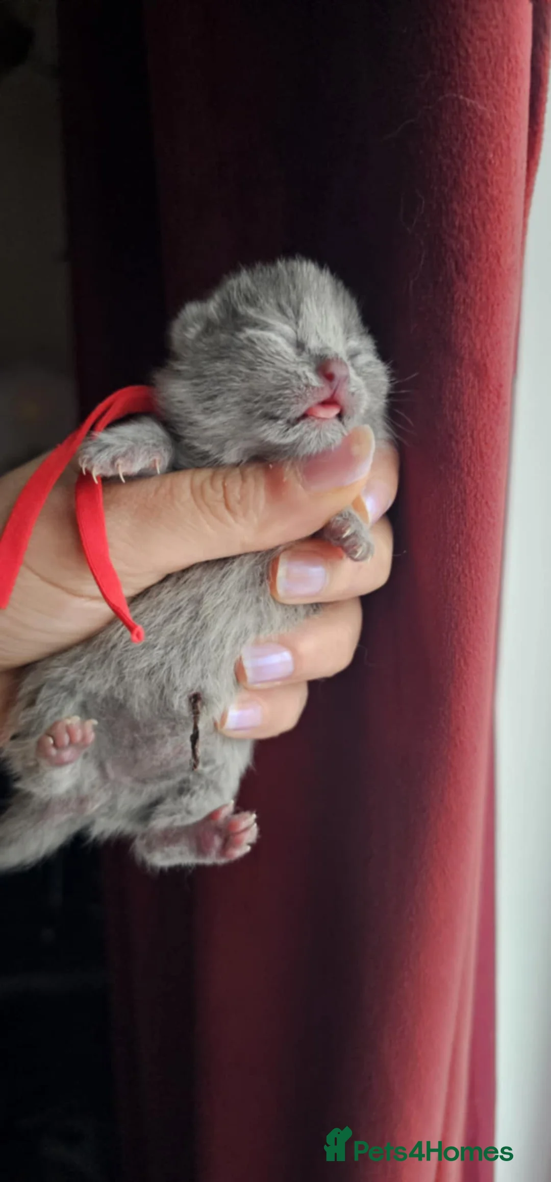 British Shorthair cats for sale: High-Quality British Shorthair Kittens GCCF - Advert 3